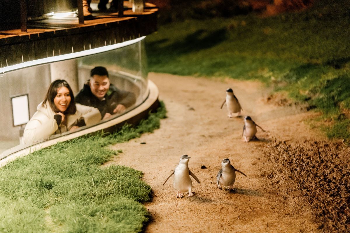 A young couple watching 4 cute penguins walking